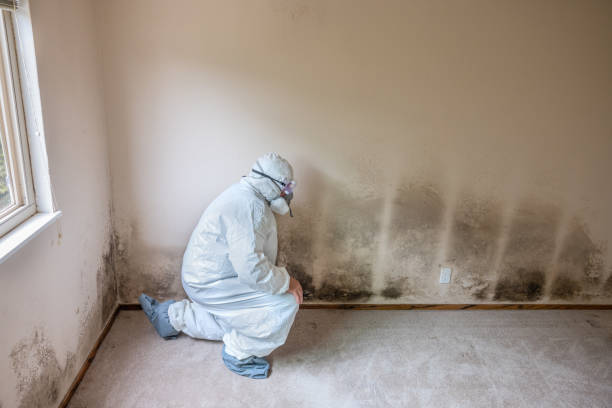 Mangonia Park, FL Mold Remediation Company